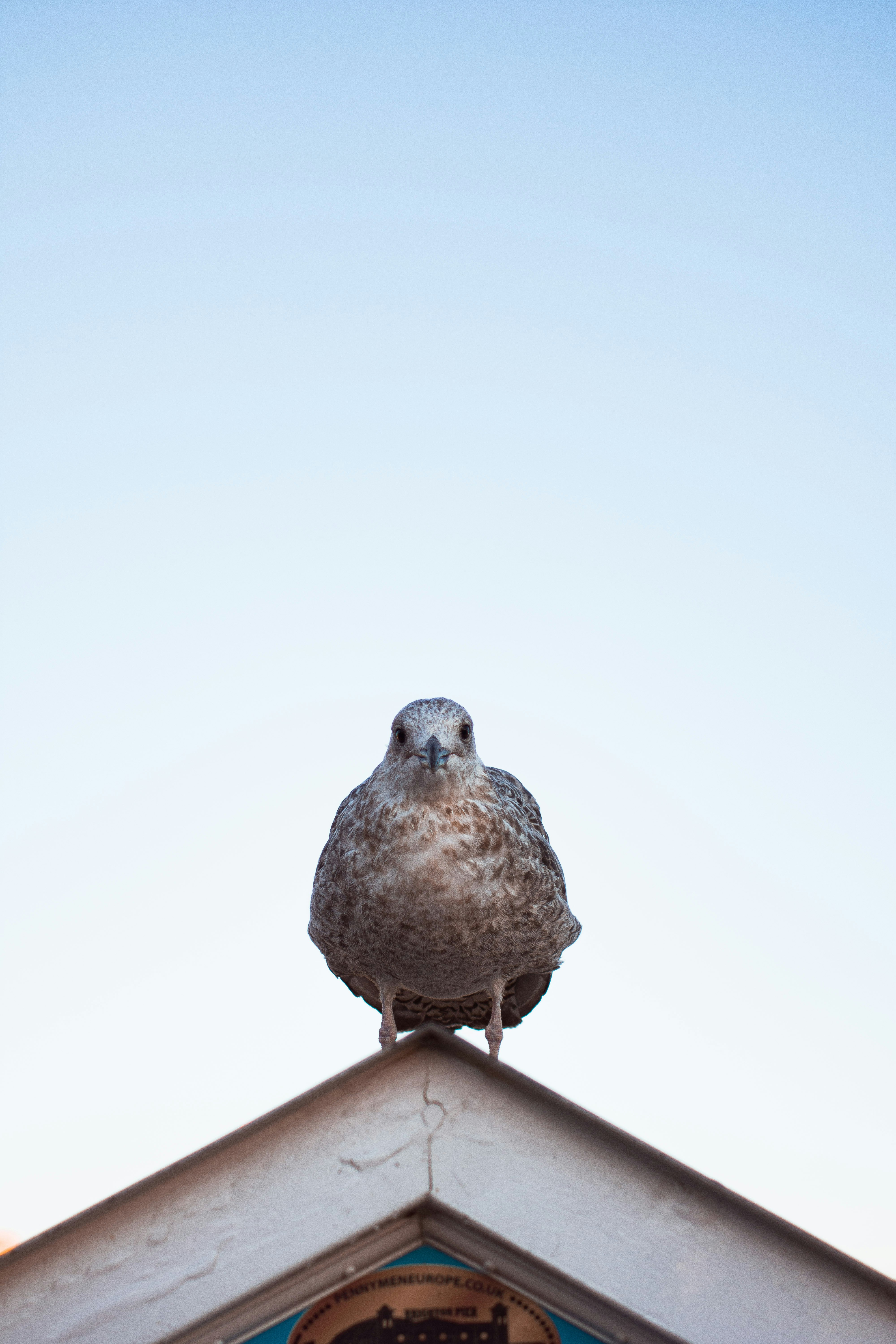 brown bird on house roof